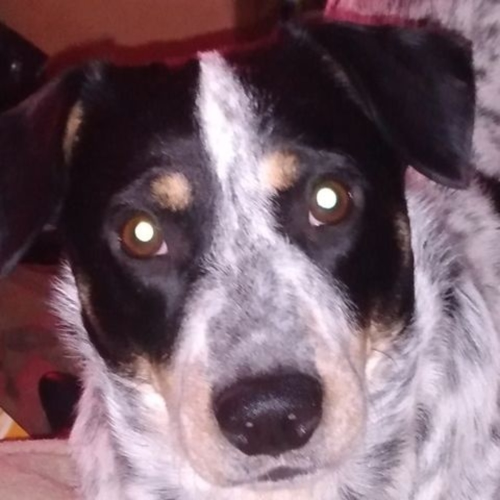 Meet your Posher, Lily